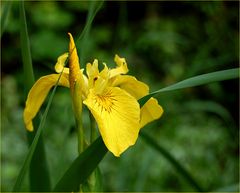 Lilies of the field