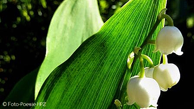 Lilies of the valley in the morning light ...