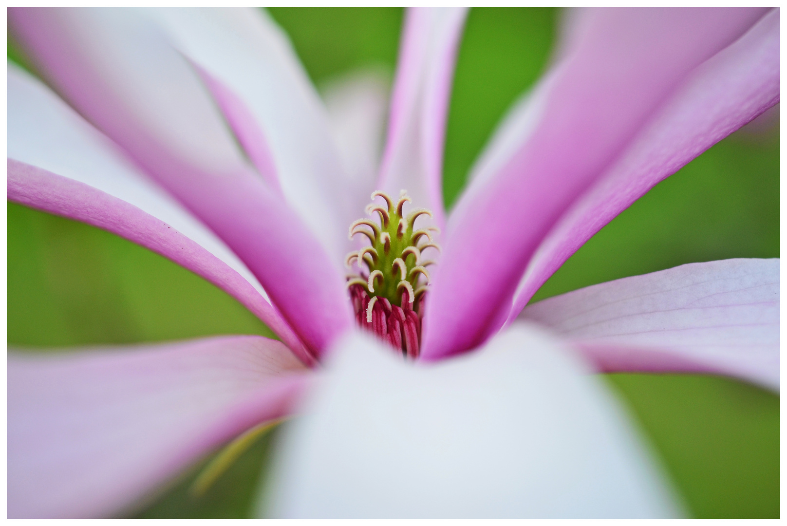 liliiflora Purpur-Magnolie