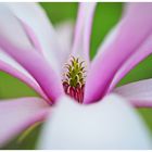 liliiflora Purpur-Magnolie