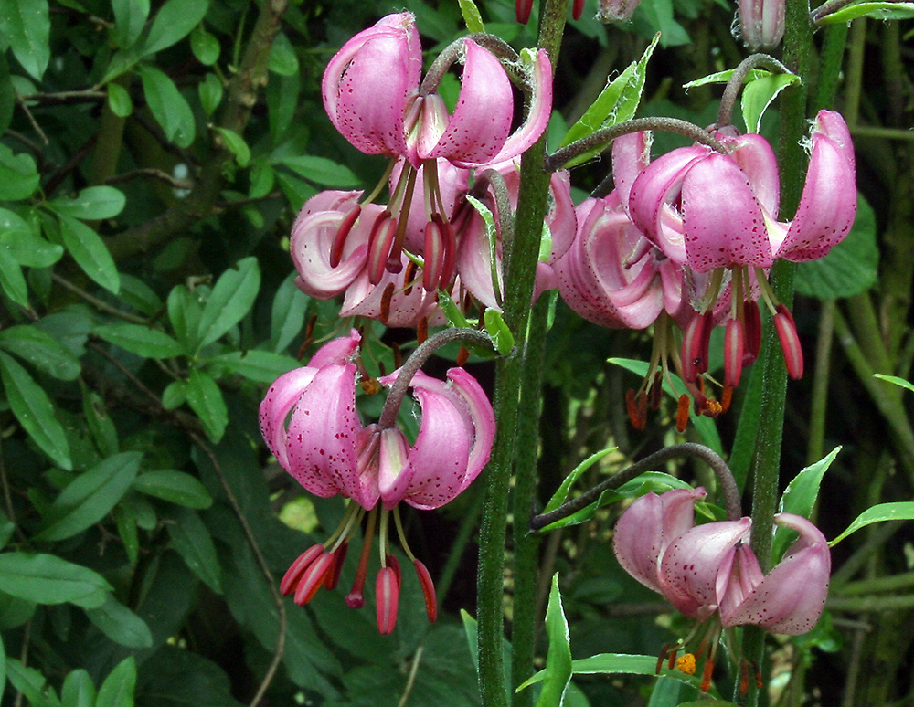 Lilim martagon - Türkenbund ( Ausschnitt einer schönen Pflanze im Alpinum)