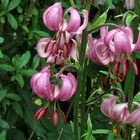 Lilim martagon - Türkenbund ( Ausschnitt einer schönen Pflanze im Alpinum)