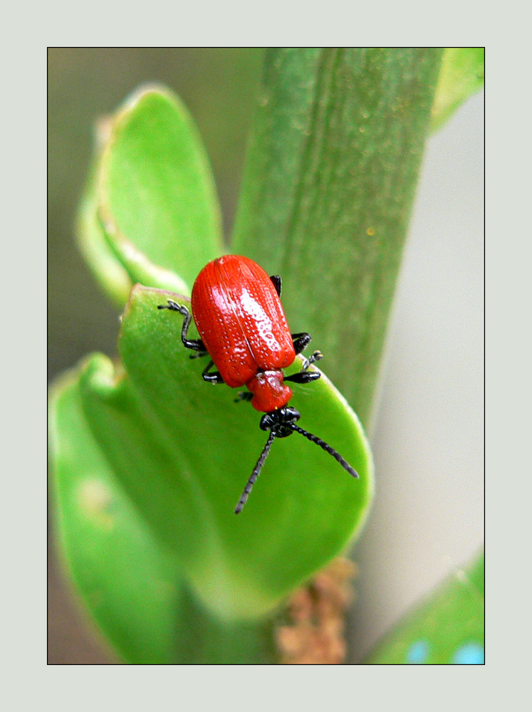 Lilioceris