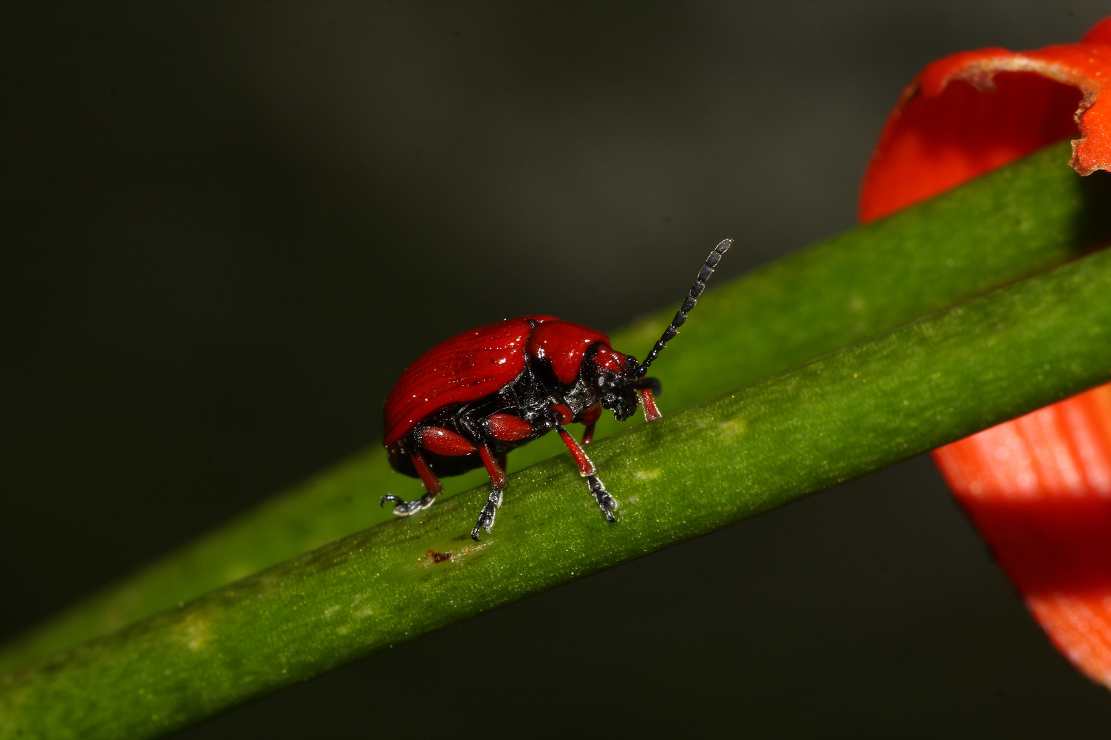 lilioceris lilii