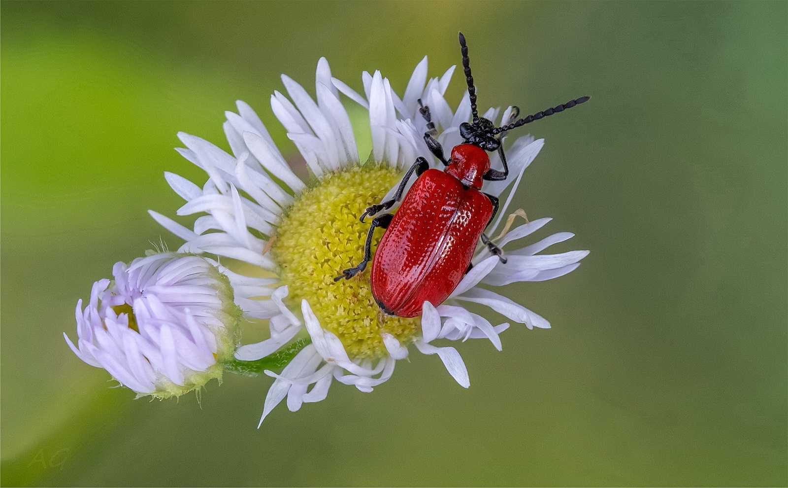 Lilioceris lilii