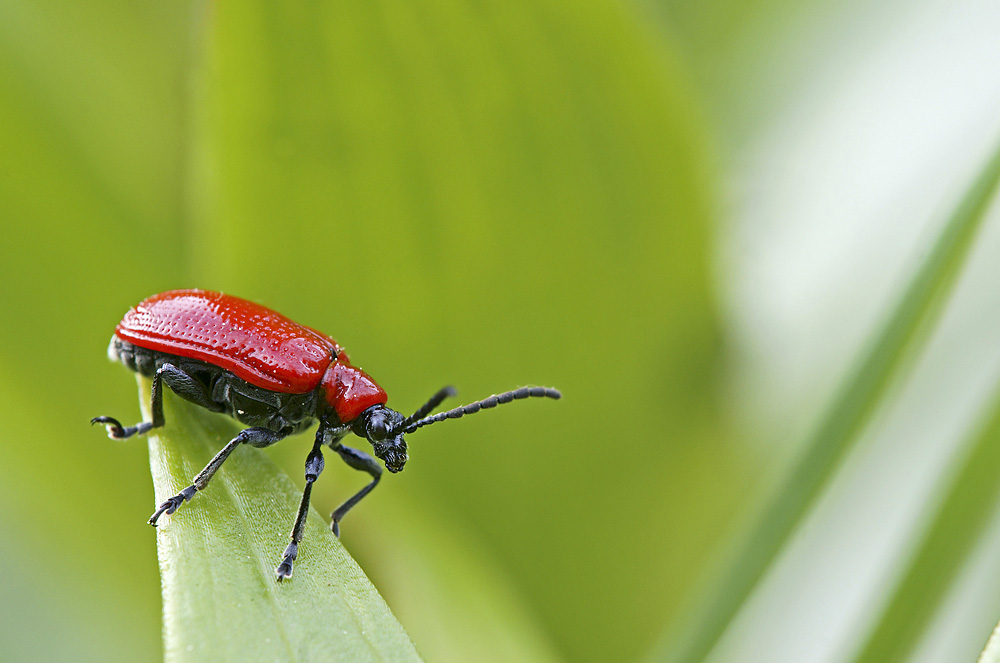 Lilioceris lilii - Lilienhähnchen