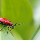 Lilioceris lilii - Lilienhähnchen