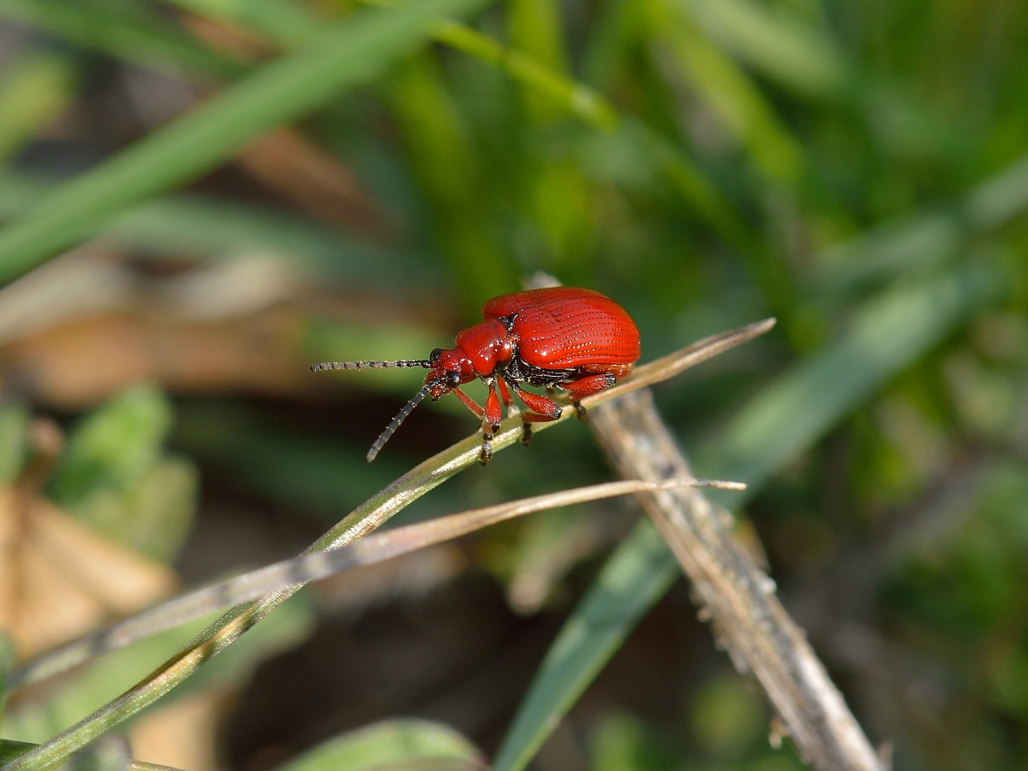 Lilioceris merdigera, Maiglöckchen-Hähnchen