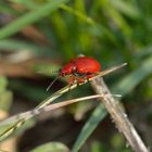 Lilioceris merdigera, Maiglöckchen-Hähnchen