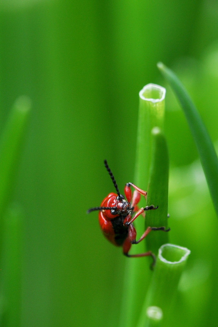 Lilioceris merdigera / Maiglöckchenhähnchen