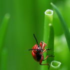 Lilioceris merdigera / Maiglöckchenhähnchen