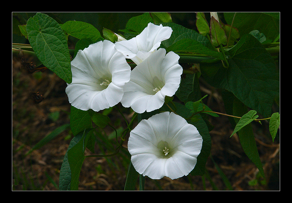 liliput auf zaunwinde