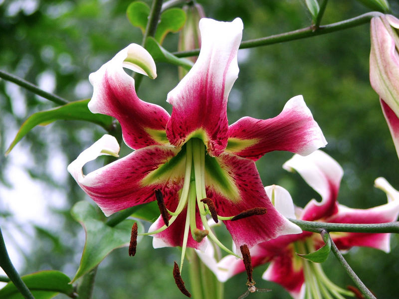 Lilium