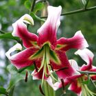 Lilium