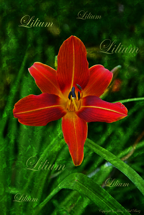 Lilium