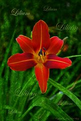 Lilium