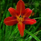 Lilium