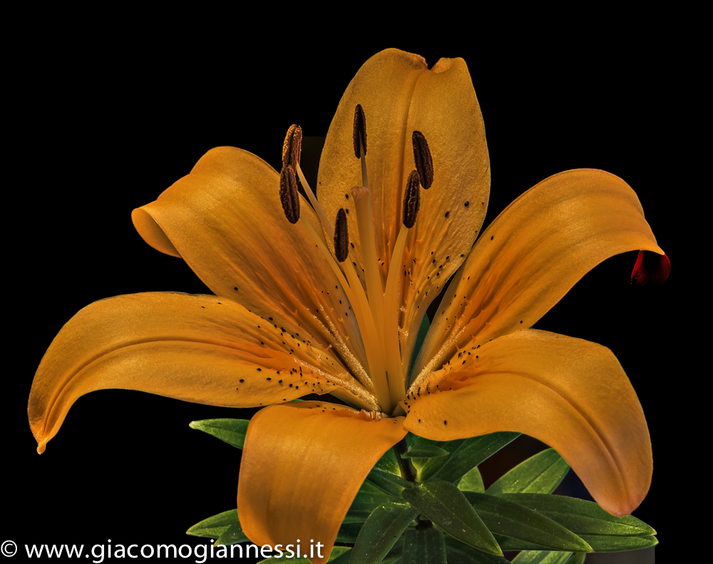 LILIUM 1