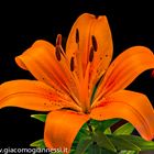 LILIUM 1