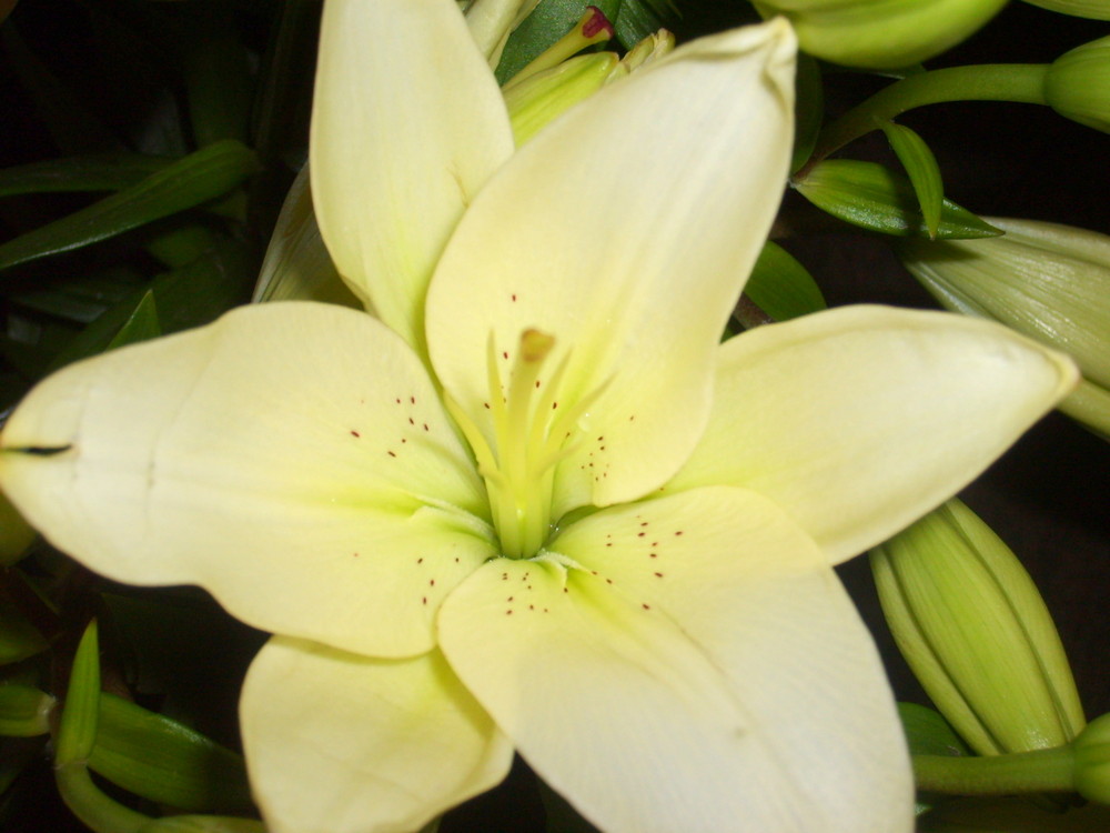 ...Lilium...