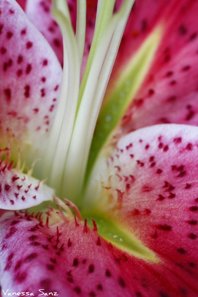 Lilium