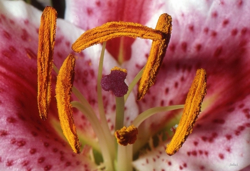 LILIUM