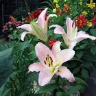 lilium