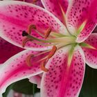 Lilium