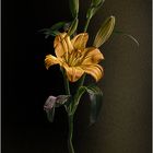 lilium