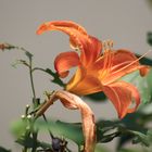 lilium