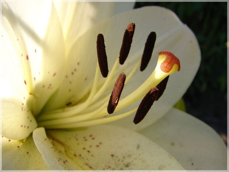 Lilium