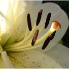 Lilium