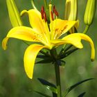 Lilium