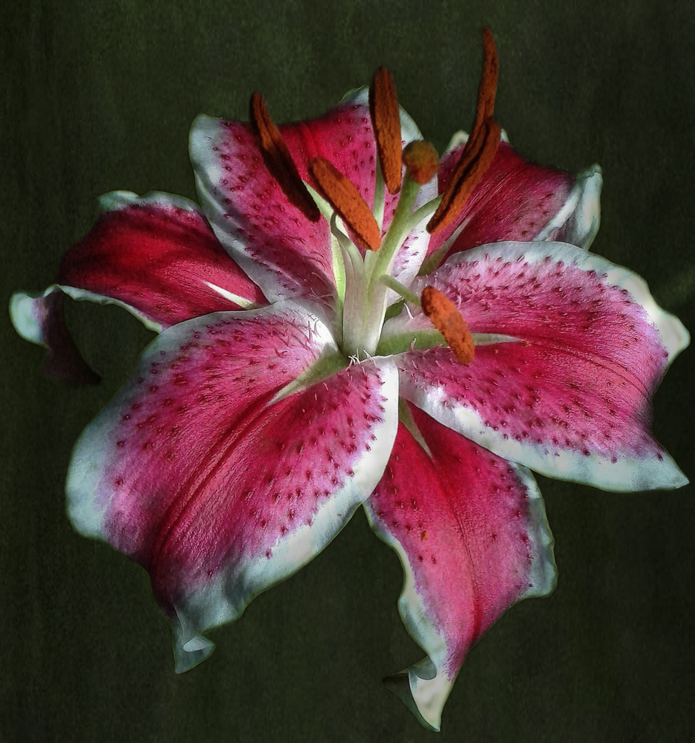 Lilium