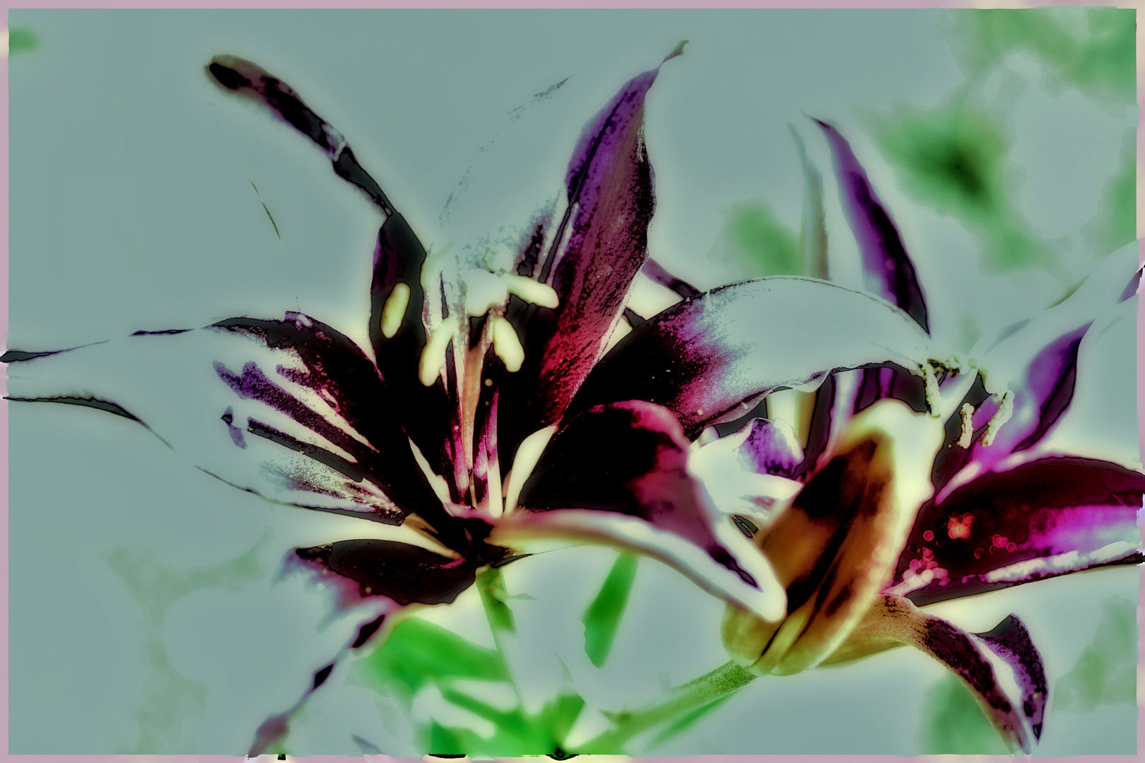 LILIUM****