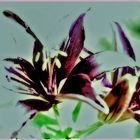 LILIUM****