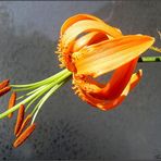 * Lilium *