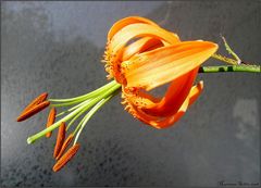 * Lilium *