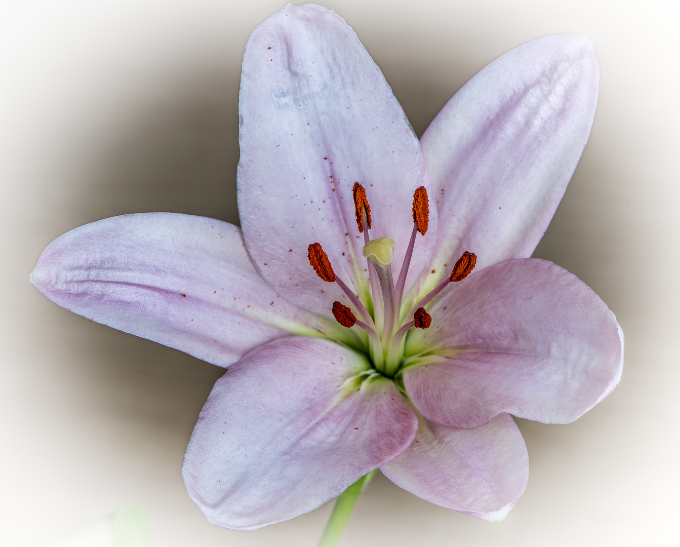 Lilium