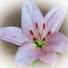 Lilium