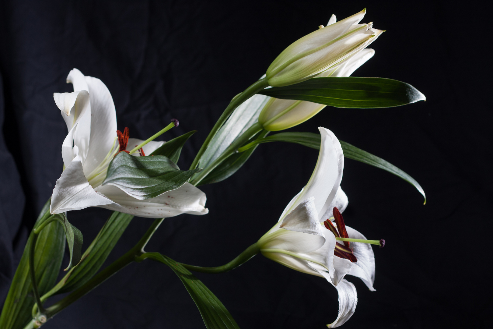 lilium