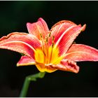 Lilium