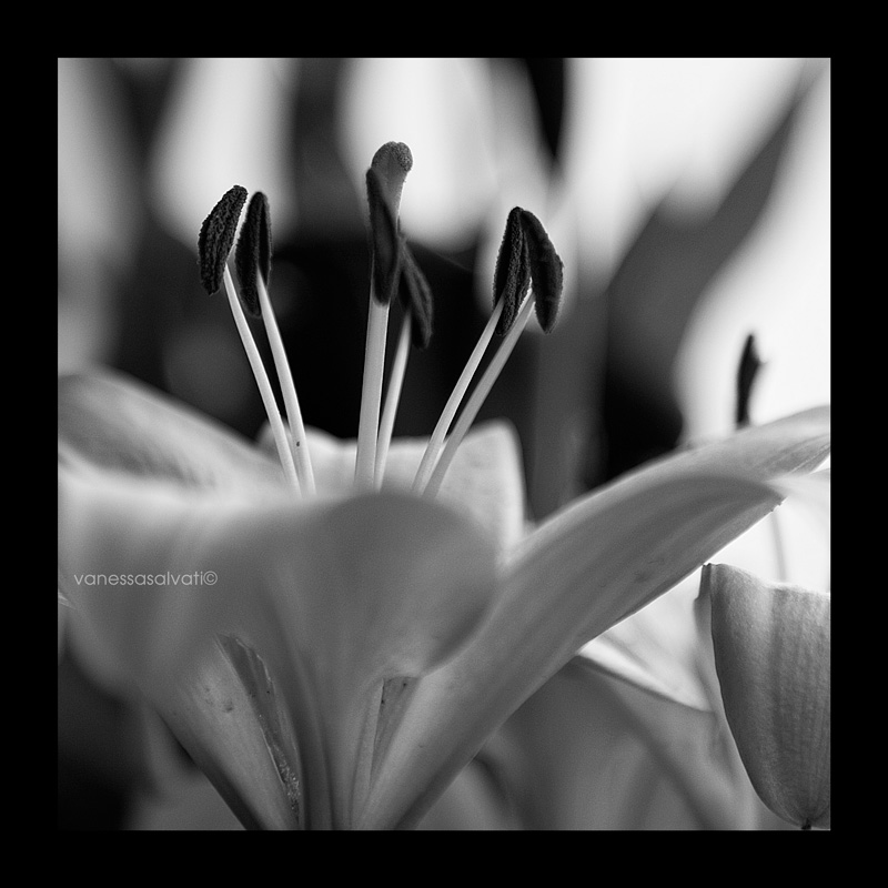 lilium