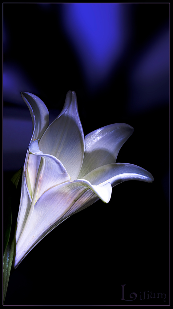 *Lilium*