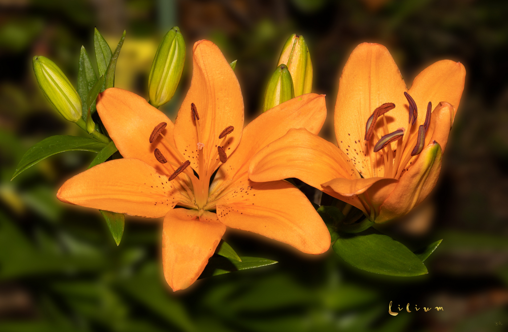 Lilium