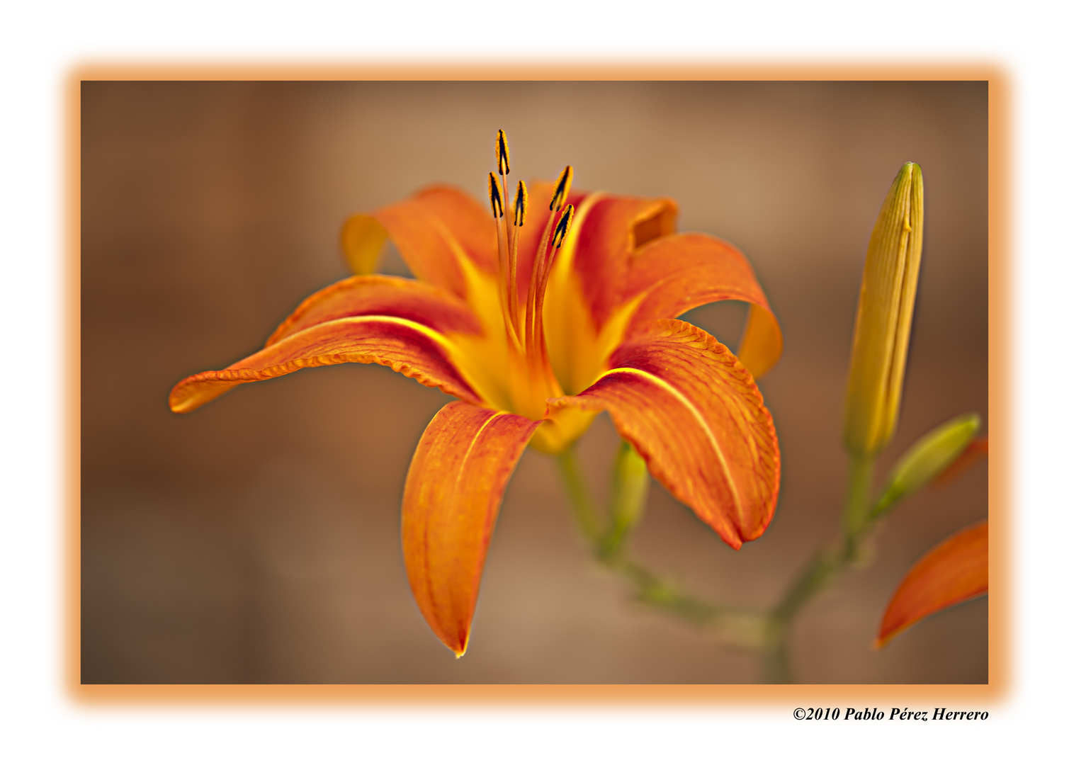 Lilium