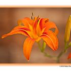 Lilium