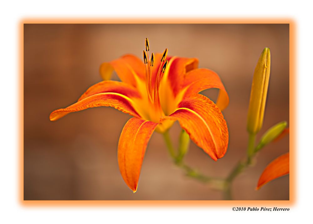 Lilium