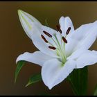 Lilium asiatic white