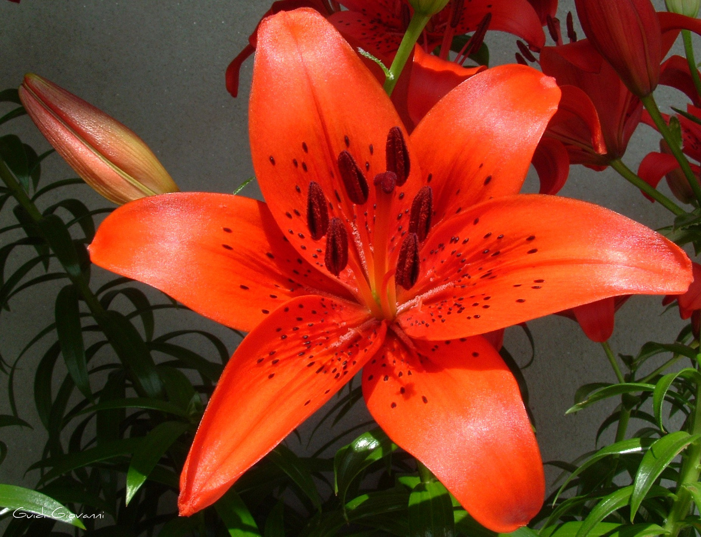 Lilium